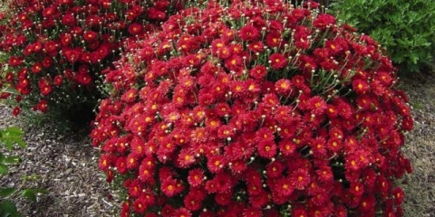 Presađivanje krizantema u proljeće i jesen: kako posaditi i kada presaditi